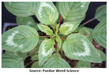 pigweed identification