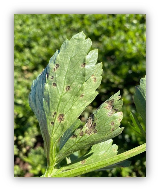 Late Blight of Celery (2022)