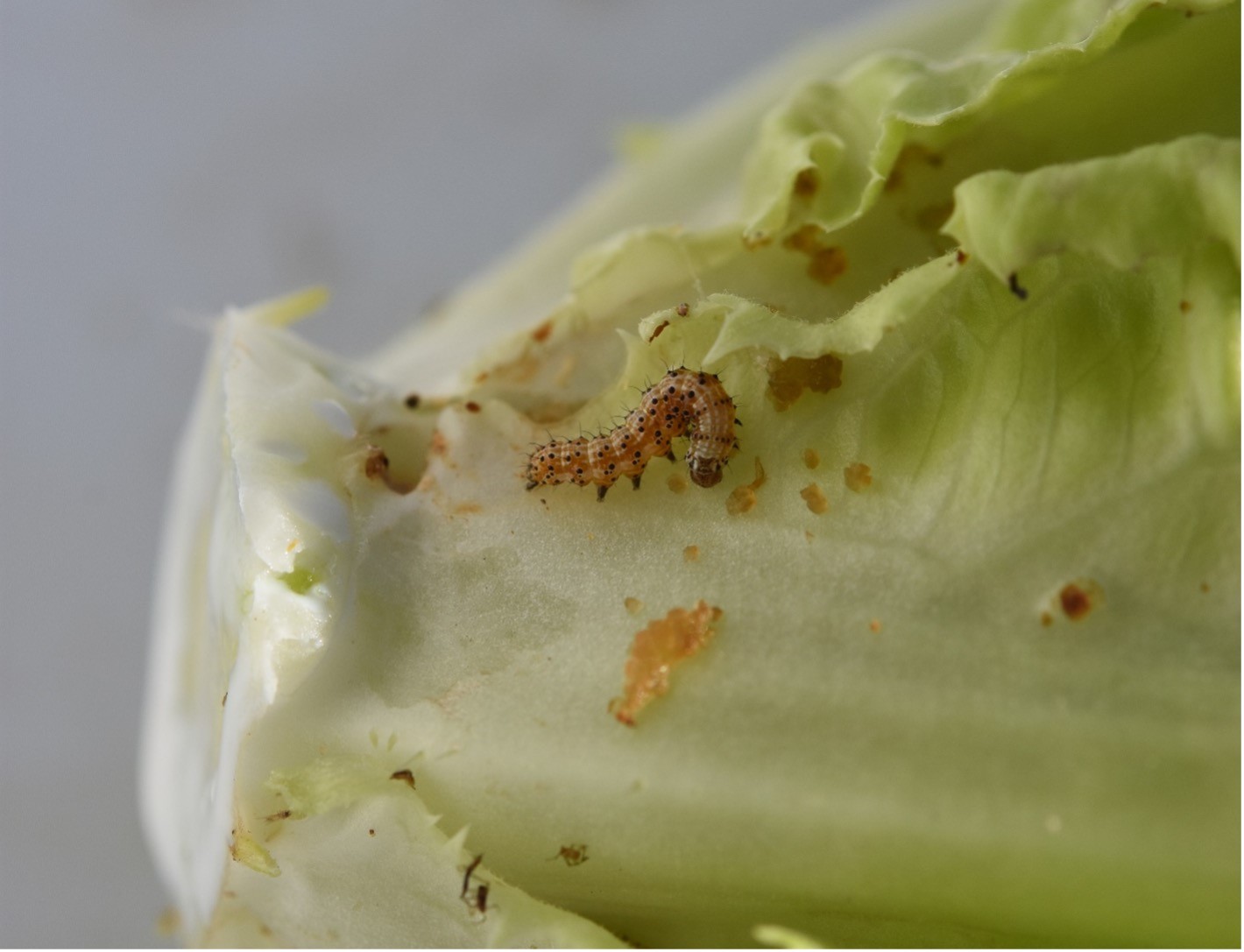 VIPMUpdate2022-02-09_02