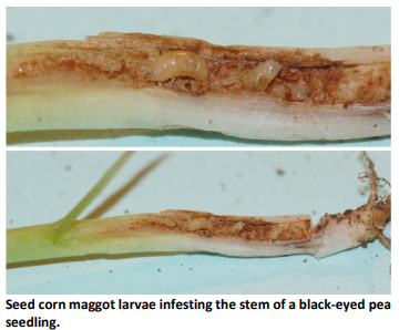 Seedcorn Maggots Likely Ending 2021 Run