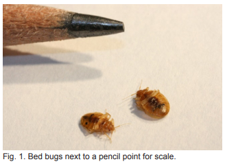 bedbugs1 How to Shower After Bed Bugs?