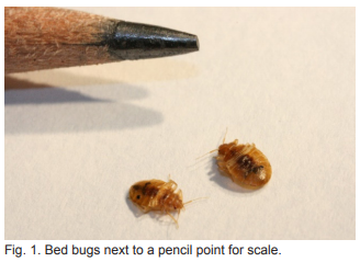 Can you wash bed bugs out of clothes?