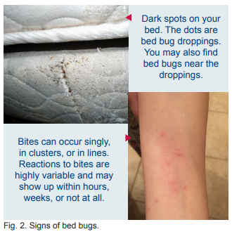 bedbugs droppings