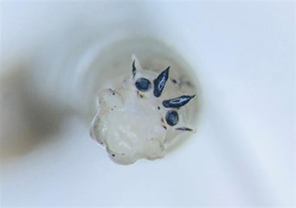 Fig8 Fig8