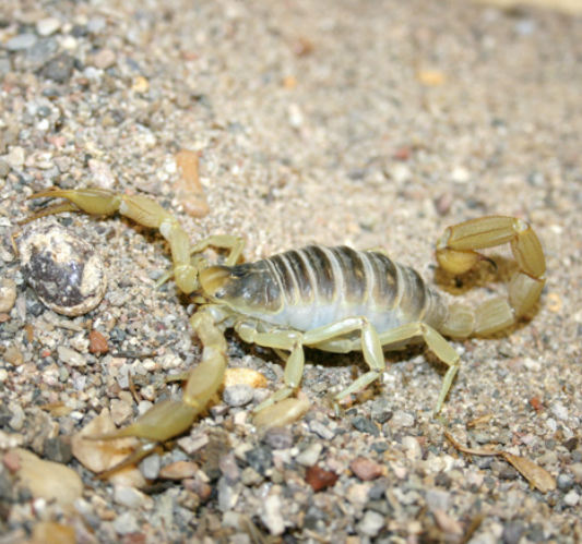 GiantHairyScorpion