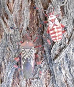 image015