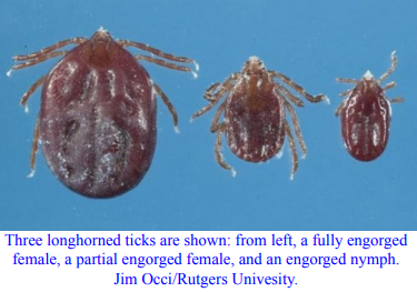 Longhorned Tick, a New Invasive Tick in the United States Longhorned Tick, a New Invasive Tick in the United States