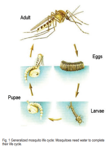 Mosquitoes Mosquitoes
