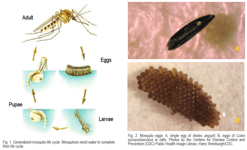 Mosquitoe Life Cycle