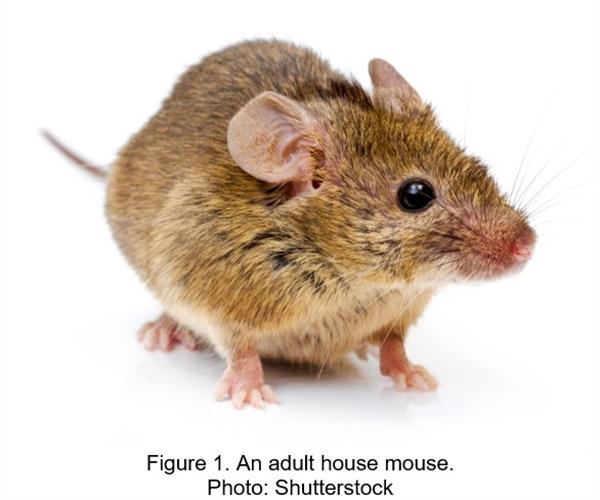House Mice: Signs of Uninvited Four-legged Visitors