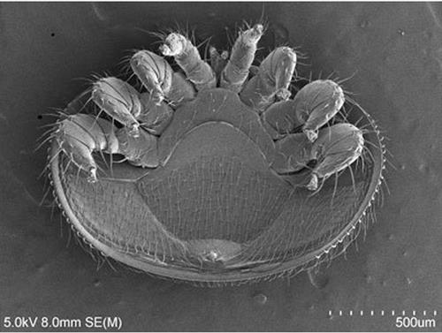 April 2021 IPM Newsletter -06 April 2021 IPM Newsletter -06