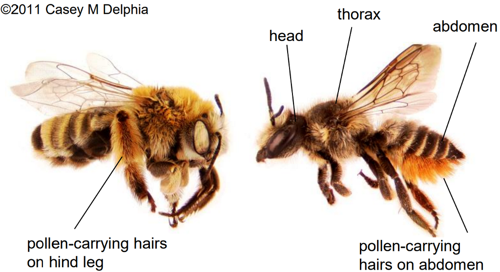 Honey Bee Identification, Habits & Behavior