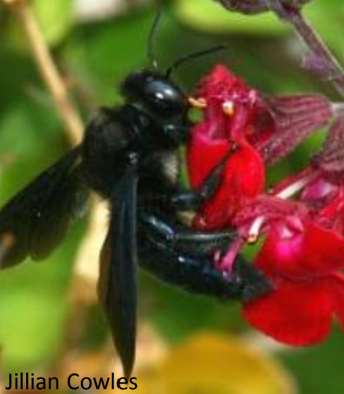 red and black bee