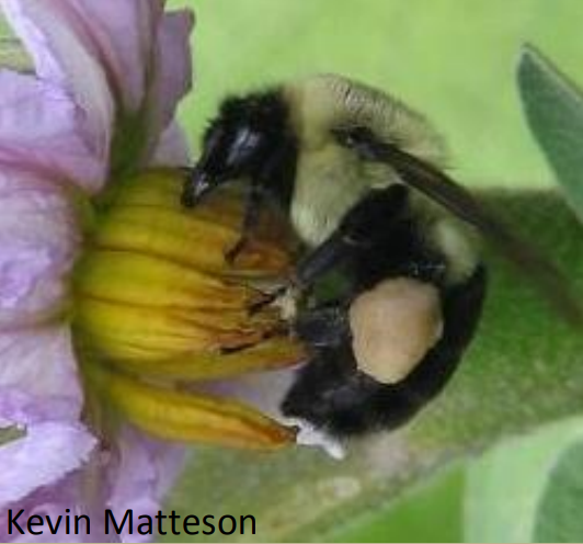 What Do Bumble Bees Look Like?