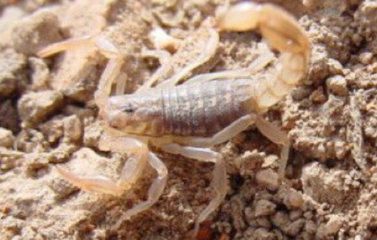 striped tail scorpion