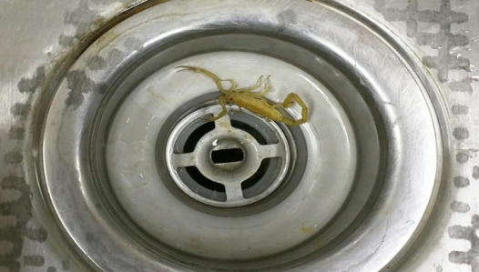 ScorpionDrain ScorpionDrain