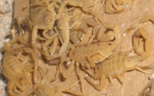 As temperatures get colder, scorpions may be seeking refuge in your home 