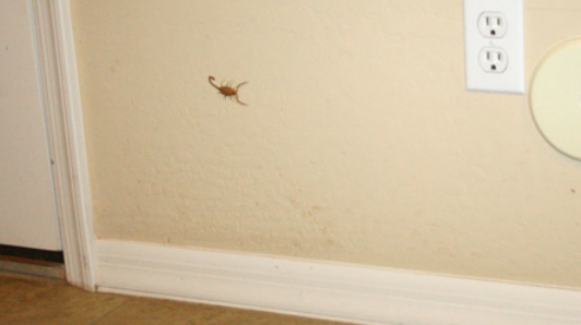 ScorpionWall