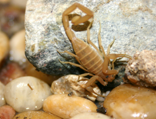 ScorpionWater