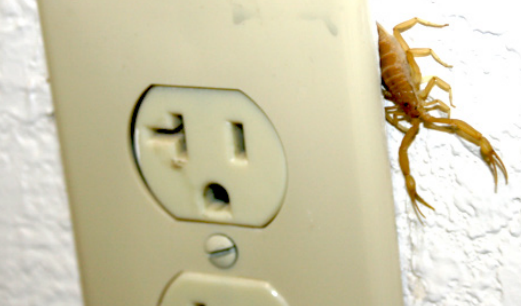 Scorpions in the Southwest United States - PestWorld