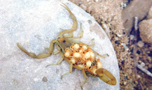 desert hairy scorpion vs bark scorpion