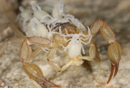 Scorpions in the Southwest United States - PestWorld