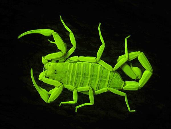 Arizona.bark.scorpion.UV Arizona.bark.scorpion.UV