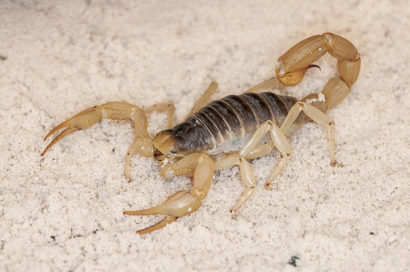 Giant Hairy Scorpion-