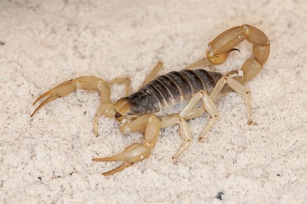 Giant Hairy Scorpion- Giant Hairy Scorpion-