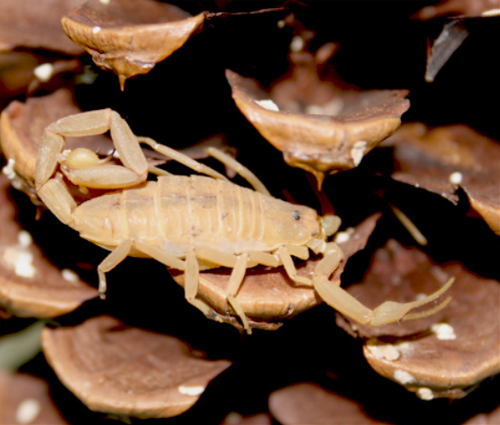 Scorpions of the Desert Southwest United States