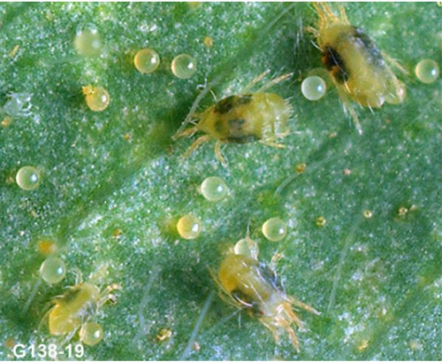 Spider Mites in Melons