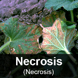 Necrosis