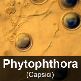 PhytophthoraCapsici