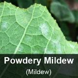PowderyMildew