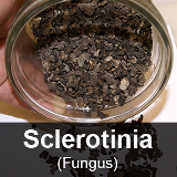 Sclerotinia