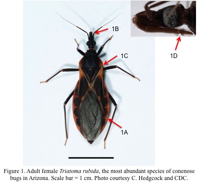 Conenose-Bugs-Figure-1