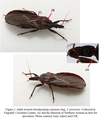 Conenose-Bugs-Figure-2