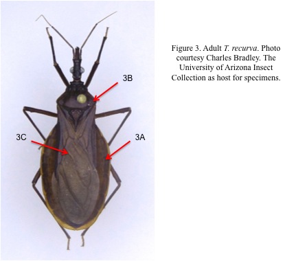 Conenose-Bugs-Figure-3