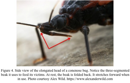 Conenose-Bugs-Figure-4