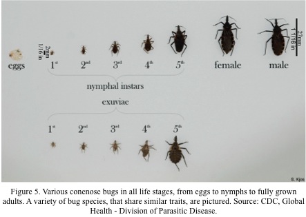 Conenose-Bugs-Figure-5