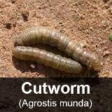 Cutworm-delete