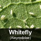 whitefly-delete