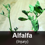 Alfalfa