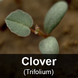 Clover