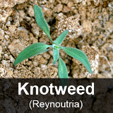 Knotweed