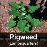 lambsquarters