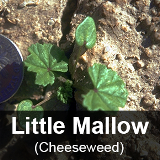 LittleMallow