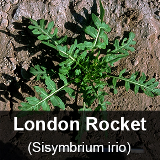 LondonRocket