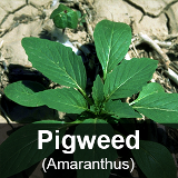 pigweedamaranth