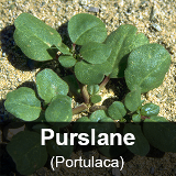 purslane2